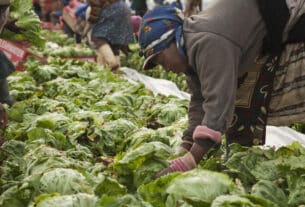 WWF Launches Global Farm Loss Tool to Address On-Farm Food Waste