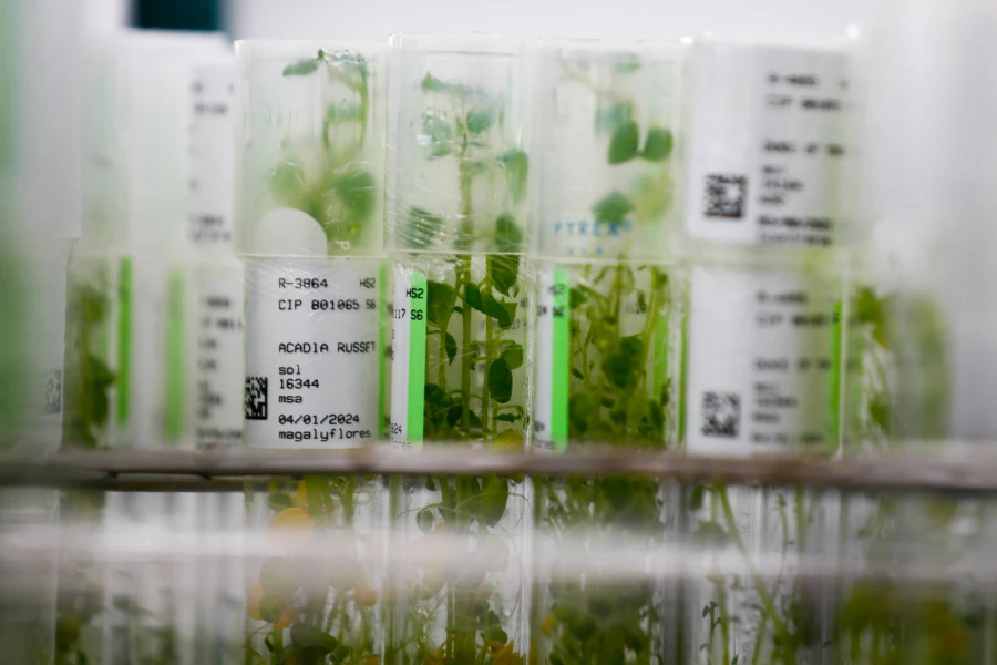 in vitro potato plants