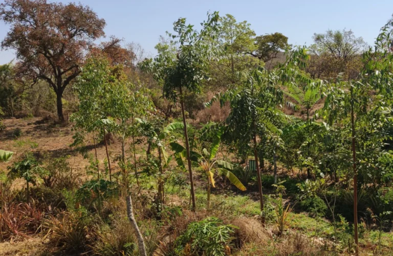 Floresta tropical combinada com agricultura