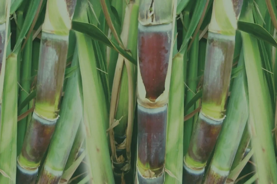 Sugar cane up close