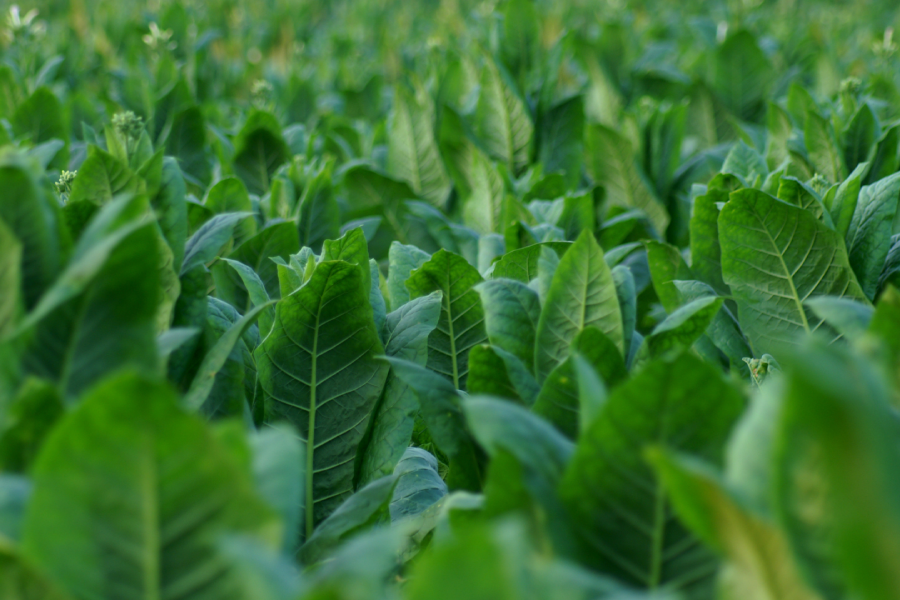 Crops treated by ClearLeaf