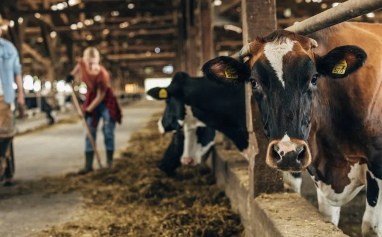 Cows being fed in a farm