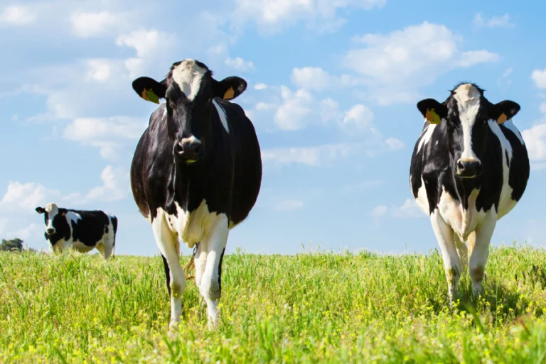 Três vacas em um campo, de frente para a câmera
