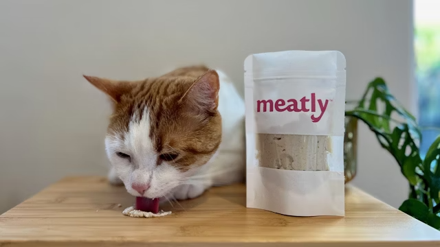 Cat eating Meatly product