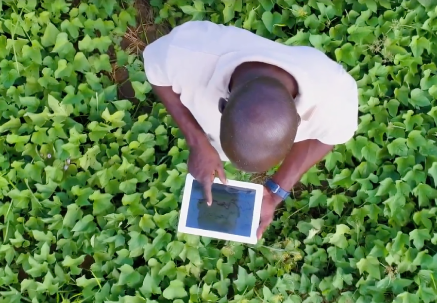 Homem usando tablet sobre folhas verdes