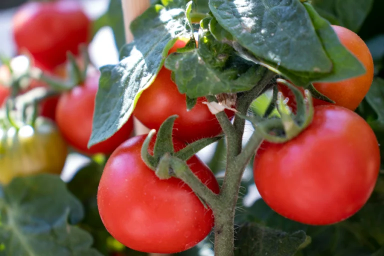 Tomates en una planta, de cerca