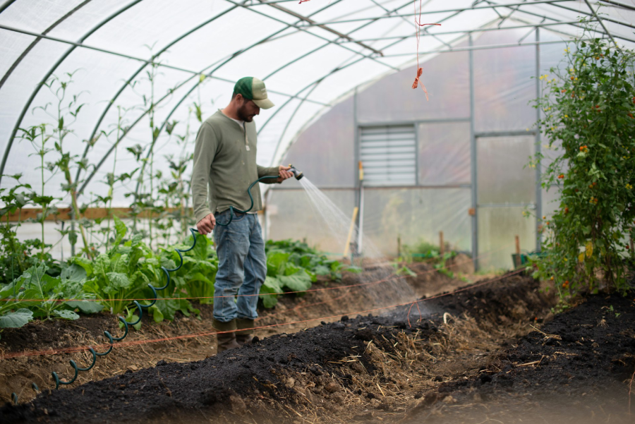 Young farmer irrigating crops in a greenhouse